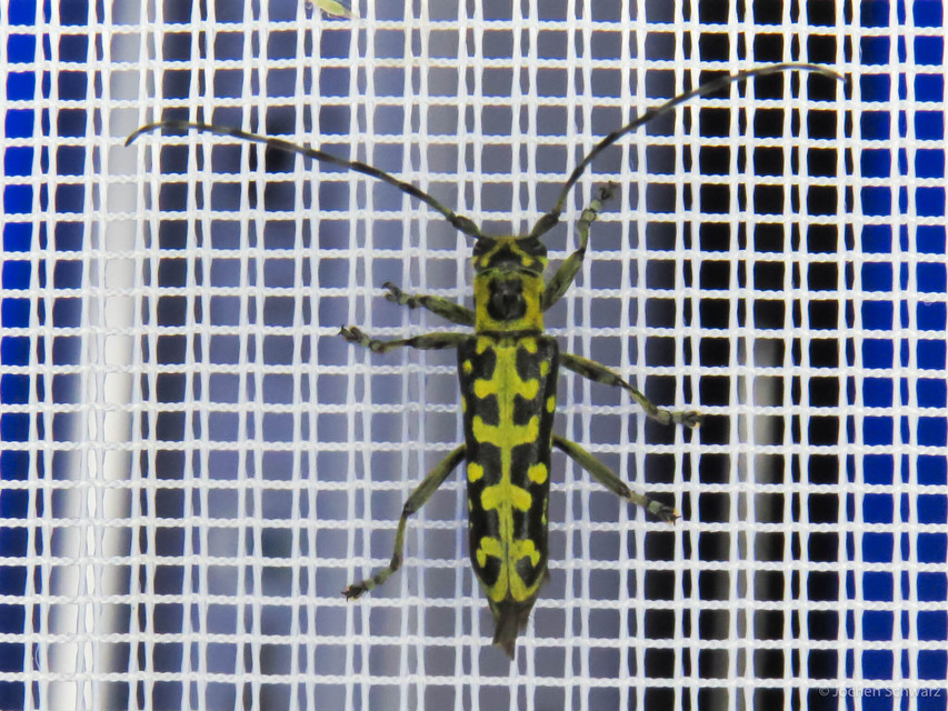 Saperda scalaris - létracincér