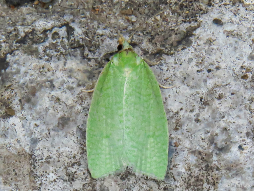 Tortrix viridana - tölgyilonca