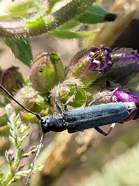 Phytoecia coerulescens - kígyósziszcincér