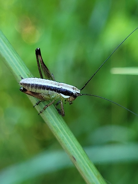 Pachytrachis gracilis - karcsú szöcske