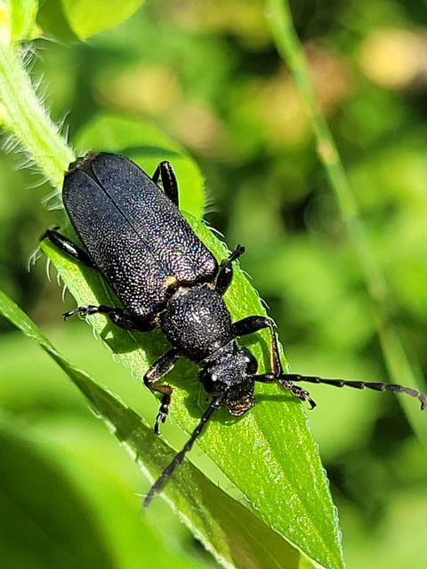 Stictoleptura scutellata - hegyi virágcincér