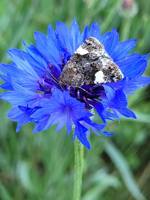 fekete nappalibagoly - Tyta luctuosa