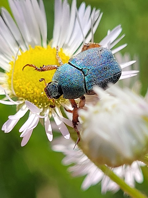 Hoplia dilutipes