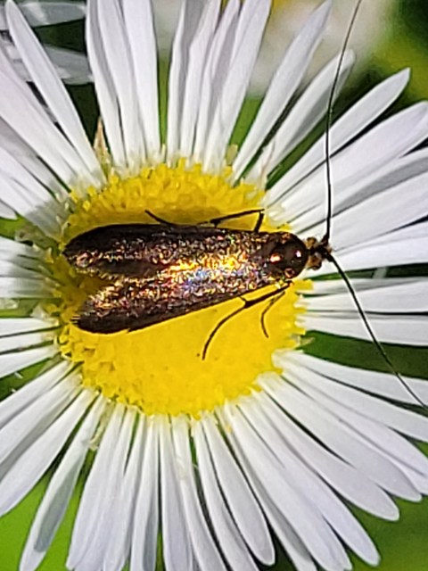 Adelidae - hosszúcsápú-tőrösmolyfélék
