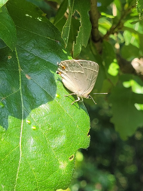 Neozephyrus quercus - tölgyfalepke