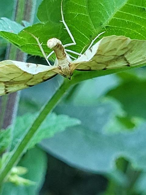 sárga galajaraszoló - Eulithis pyraliata