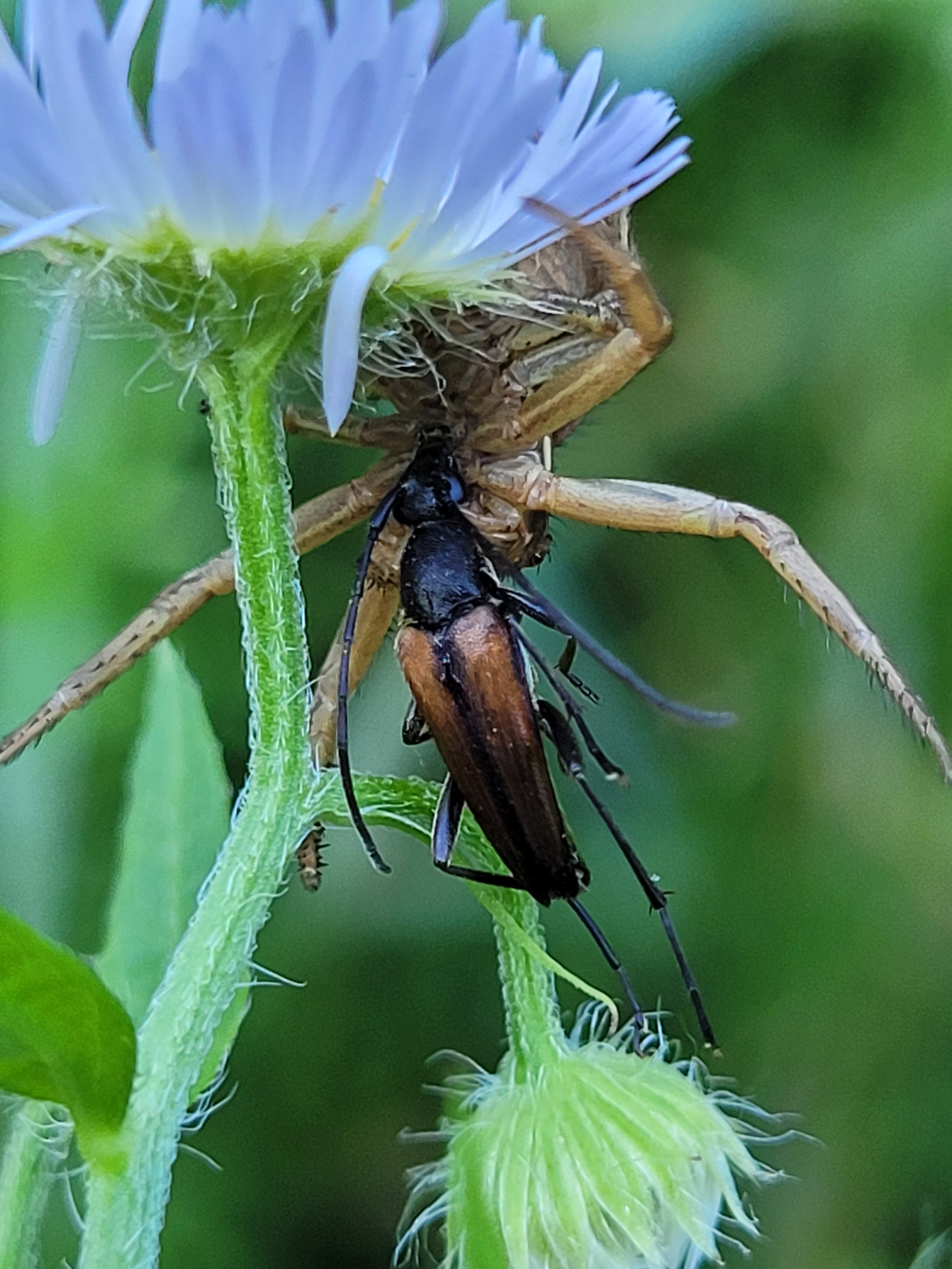 Xysticus