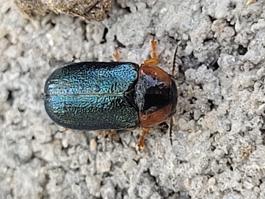 Smaragdina