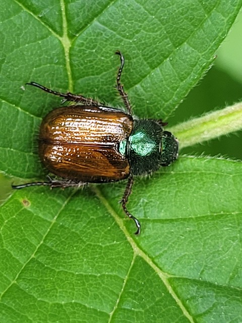 Phyllopertha horticola - kerti szipoly
