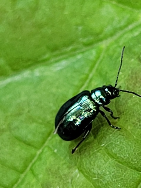 Altica