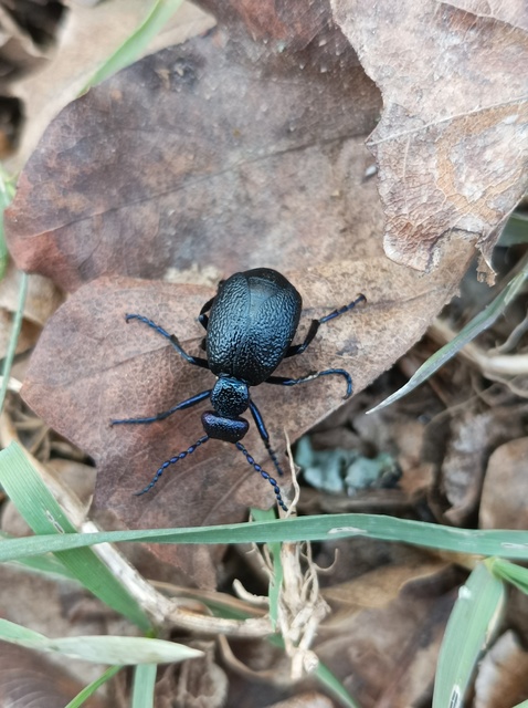 Meloe proscarabaeus - közönséges nünüke