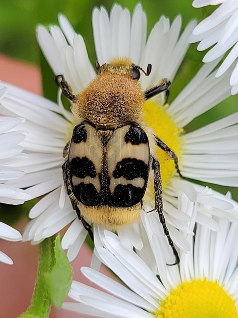 Trichius sexualis - keleti prémesbogár