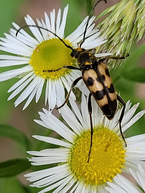 Pachytodes erraticus - rajzos virágcincér