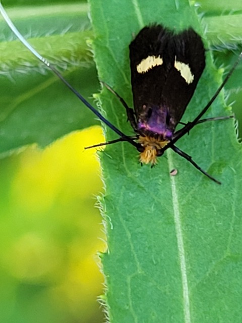 Adelidae - hosszúcsápú-tőrösmolyfélék