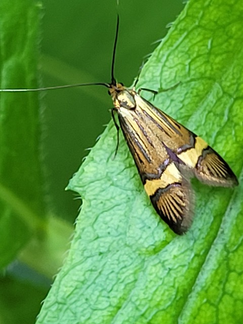 Nemophora degeerella - pompás tőrösmoly