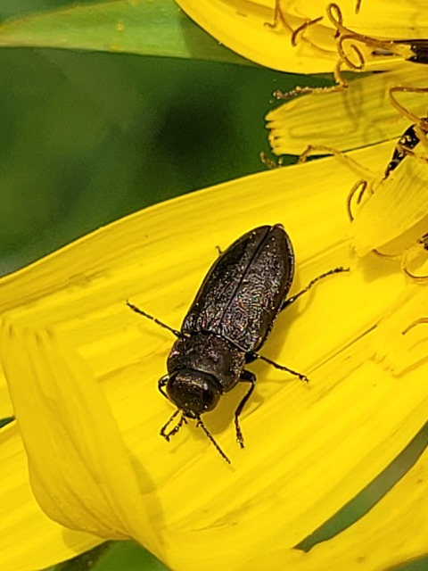 Anthaxia quadripunctata - fekete virágdíszbogár Anthaxia quadripunctata - fekete virágdíszbogár