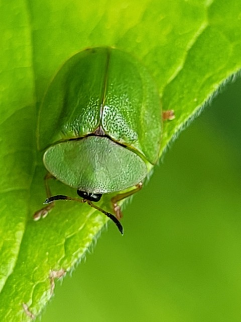 Cassida viridis - zöld pajzsbogár Cassida viridis - zöld pajzsbogár