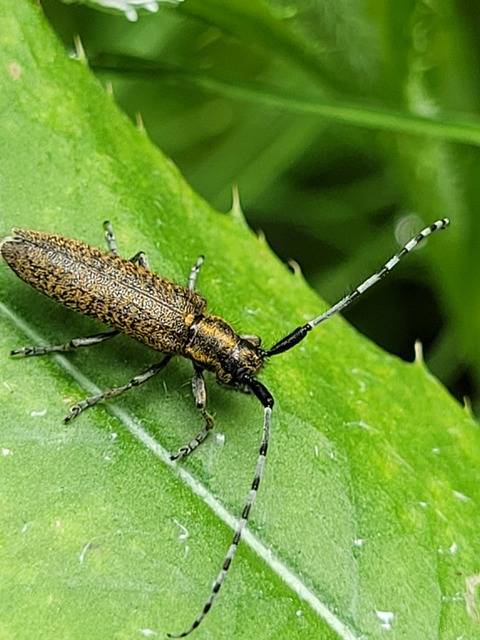 Agapanthia villosoviridescens - fehérgyűrűs bogáncscincér