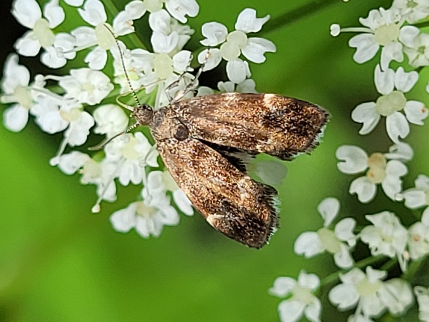 Anthophila fabriciana - lápréti levélmoly