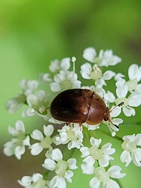 Cychramus luteus - sárga fénybogár Cychramus luteus - sárga fénybogár