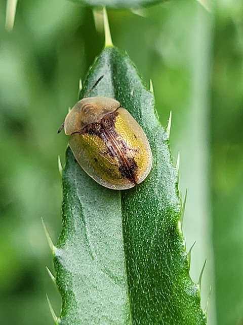 Cassida Cassida