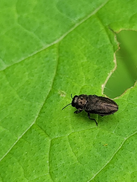 Anthaxia quadripunctata - fekete virágdíszbogár Anthaxia quadripunctata - fekete virágdíszbogár