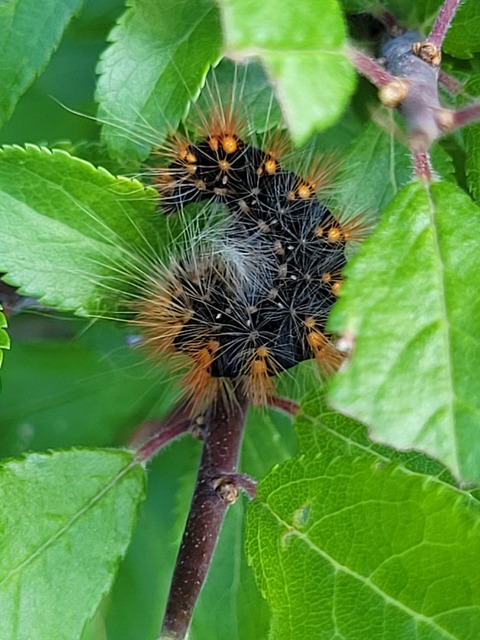 Acronicta auricoma - aranyos szigonyosbagoly