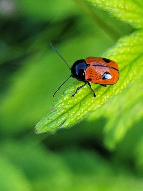 Cryptocephalus bipunctatus - kétpettyes zömökbogár