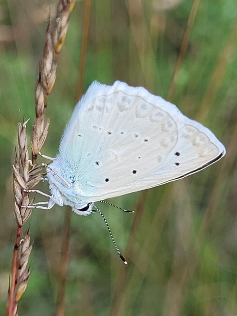 Polyommatus daphnis - csipkés boglárka