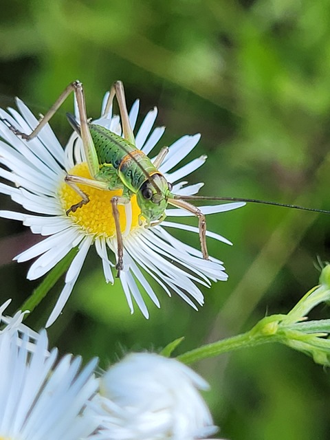 Ephippiger ephippiger - nyergesszöcske