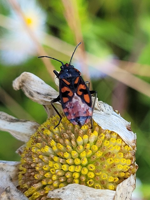 Spilostethus saxatilis - virágbodobács