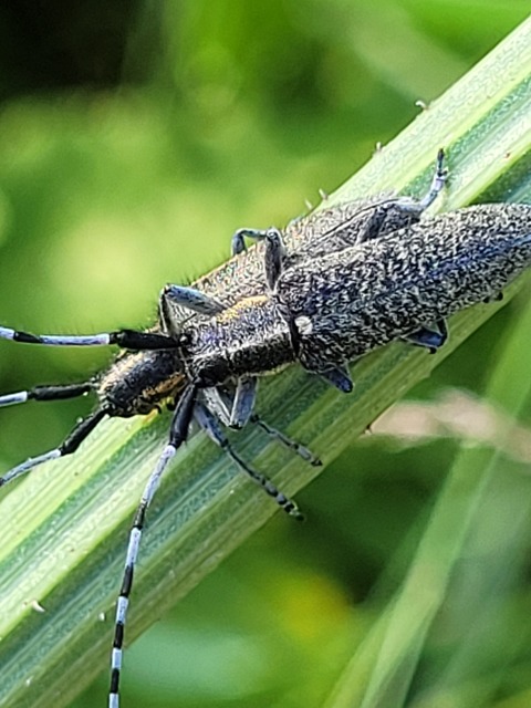 Agapanthia villosoviridescens - fehérgyűrűs bogáncscincér