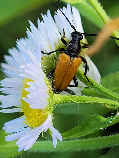 Stictoleptura fulva - vörhenyes virágcincér