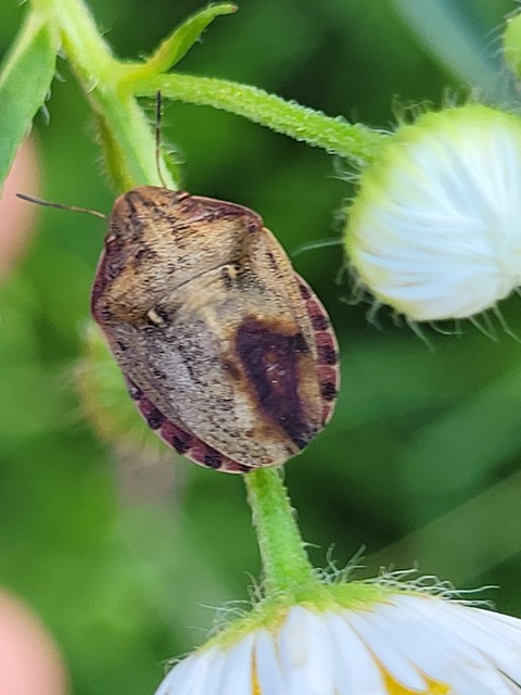 Eurygaster Eurygaster
