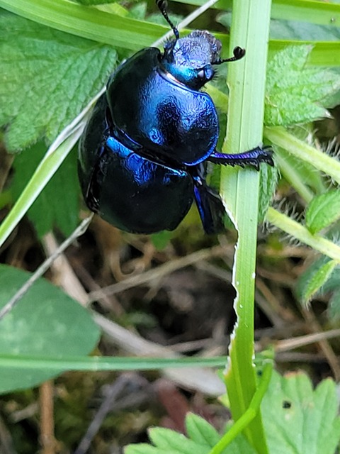 Trypocopris vernalis - tavaszi álganéjtúró