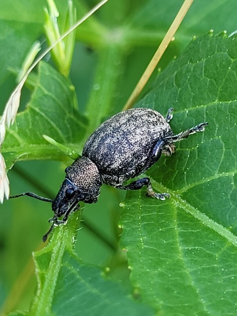 Otiorhynchus ligustici - vincellér-gyalogormányos