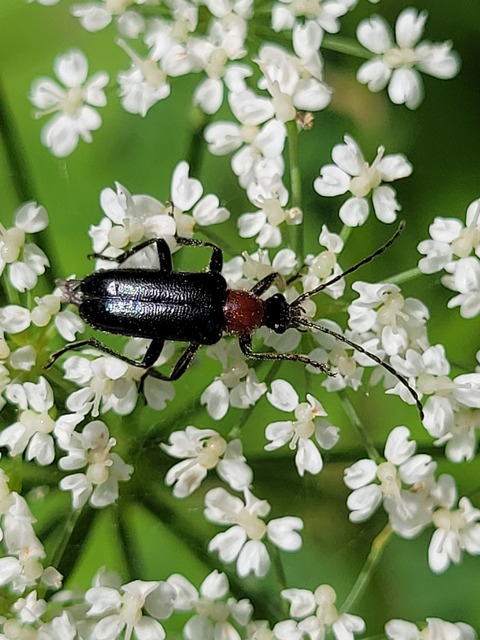 Dinoptera collaris - vörösnyakú virágcincér