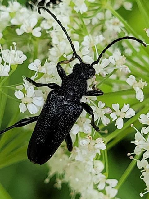Stictoleptura scutellata - hegyi virágcincér