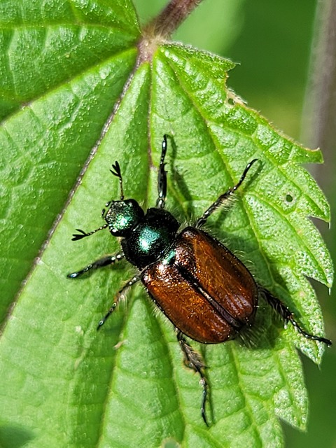 Phyllopertha horticola - kerti szipoly