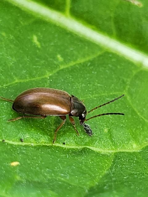 Isomira