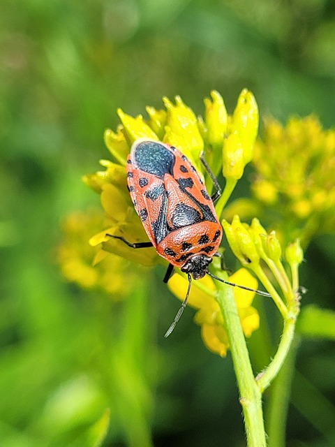 Eurydema ventralis - káposztapoloska