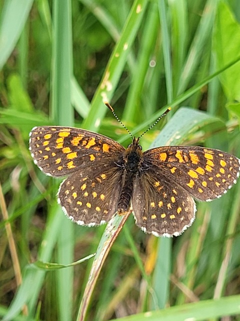 Melitaea diamina - kockás tarkalepke