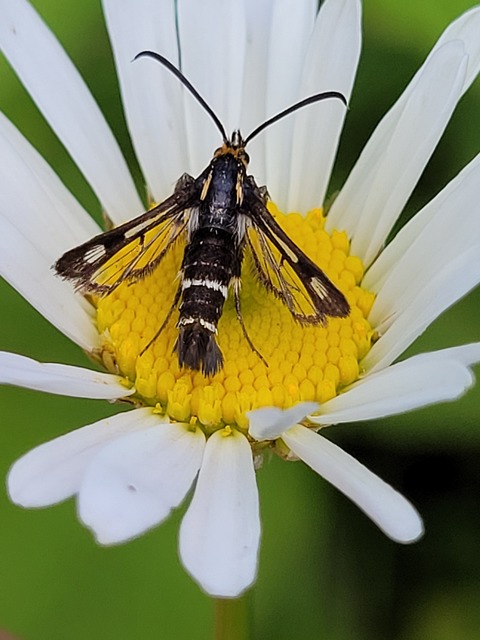 Sesiidae - szitkárfélék