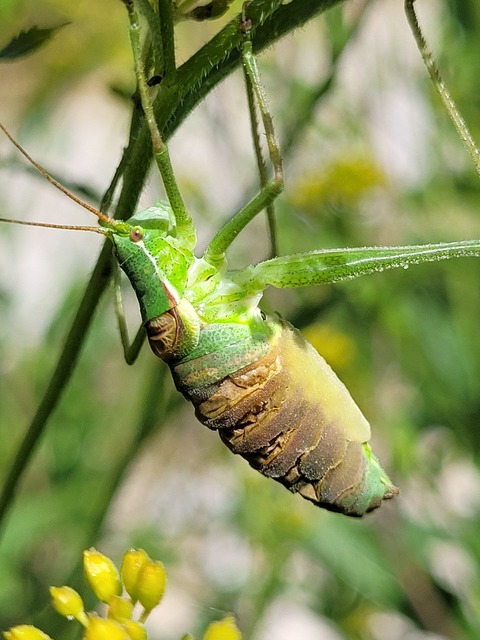 Isophya kraussii - erdei tarsza