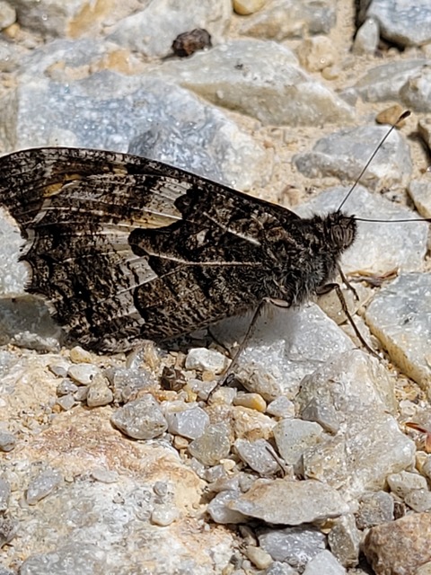 Hipparchia semele - barna szemeslepke