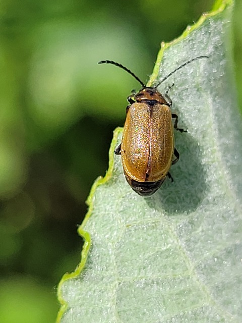 Lochmaea caprea - kecskefűz olajosbogár