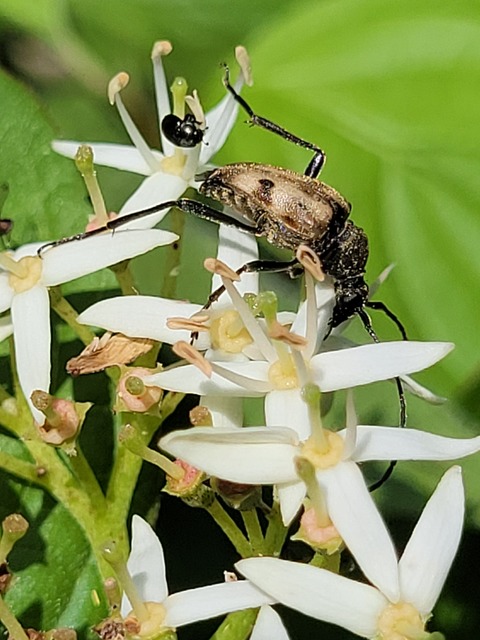 Pachytodes cerambyciformis - változékony virágcincér