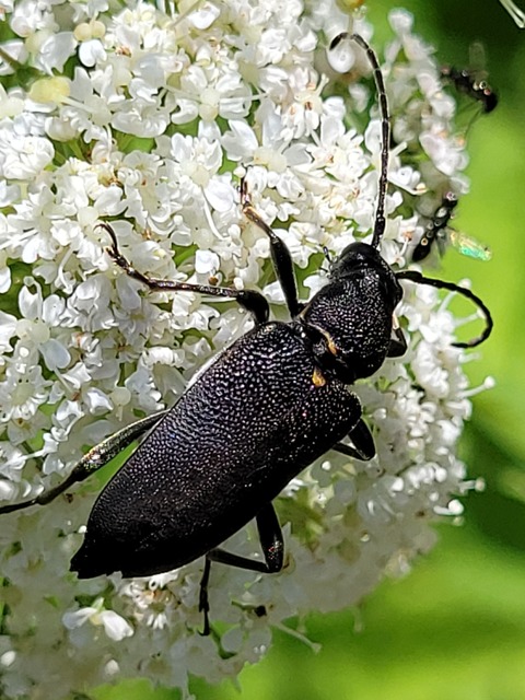 Stictoleptura scutellata - hegyi virágcincér