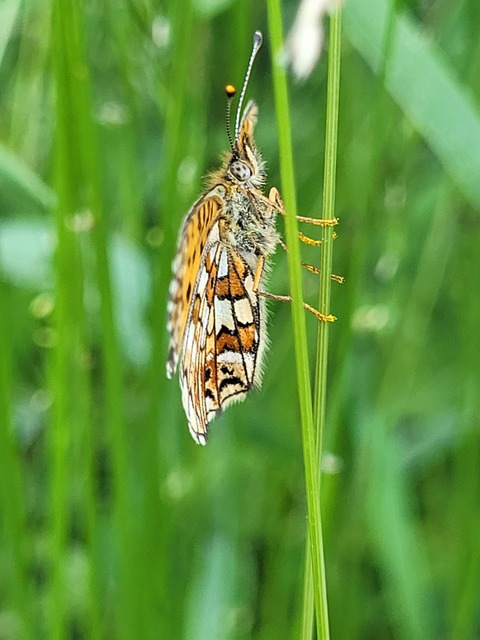 Boloria selene - fakó gyöngyházlepke