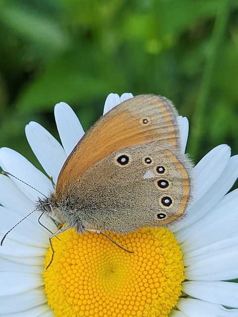 Coenonympha glycerion - közönséges szénalepke